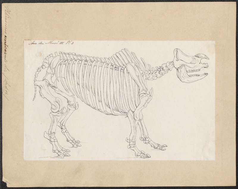 Rhinoceros unicornis - skelet - 1700-1880 - Print - Iconographia Zoologica - Special Collections University of Amsterdam - UBA01 IZ22000173.jpg