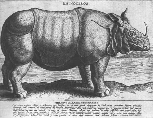 Abada the rhinoceros.jpg