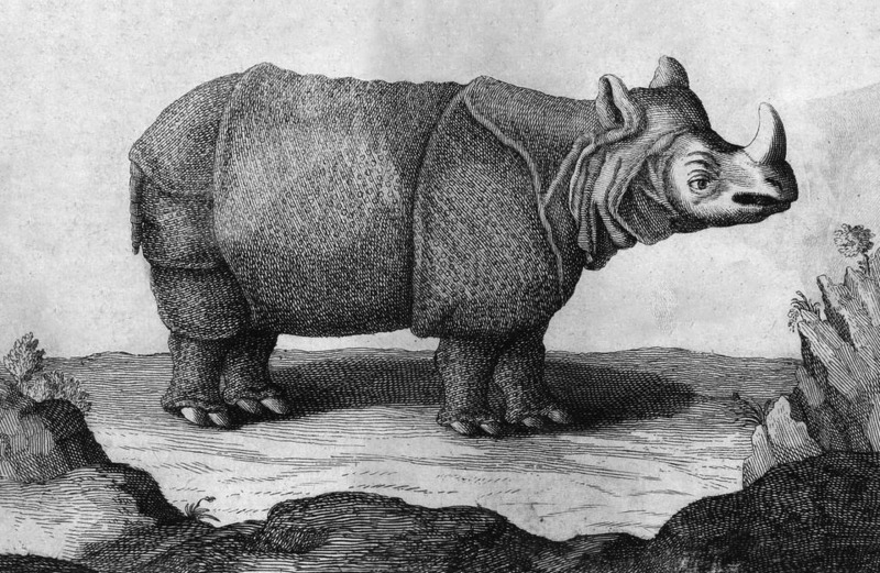 38 Chardin Rhinoceros in Iran 1670s.jpg