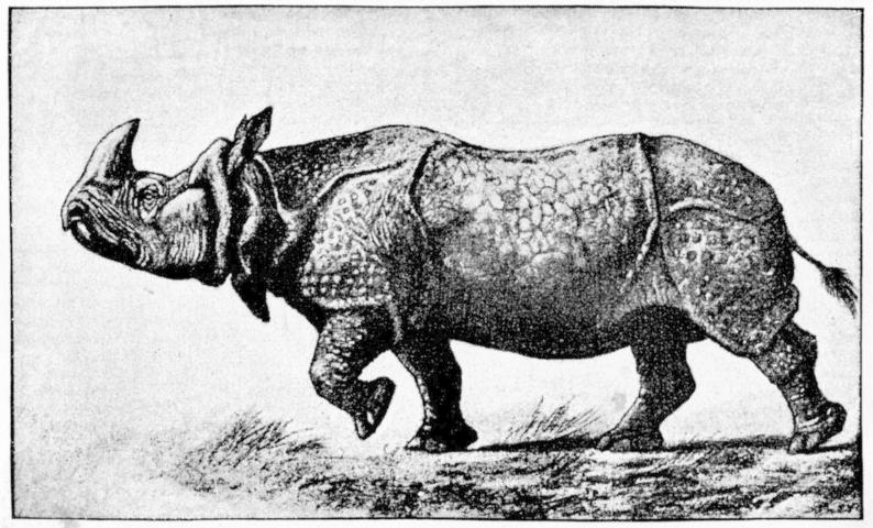 Cambridge Natural History Mammalia Fig 130.jpg