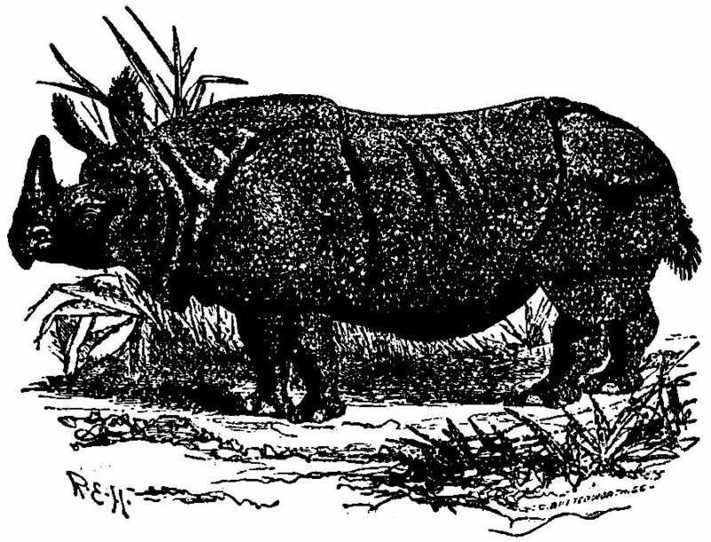 Britannica Indian Rhinoceros.jpg
