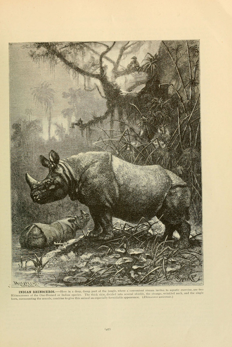 Brehm's Life of animals (Page 427) (6220171053).jpg
