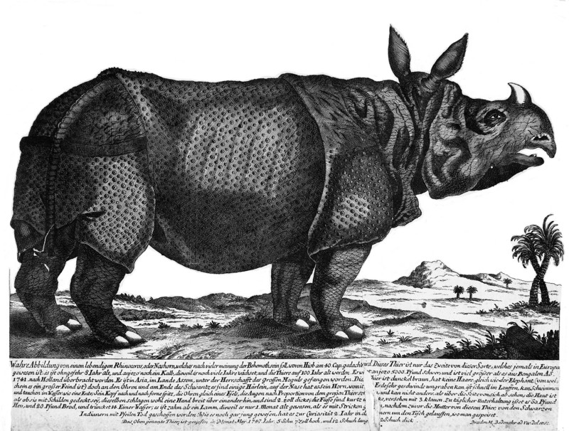 An Indian rhinoceros. Etching by M Bodenehr, ca 1747. Wellcome M0012309.jpg