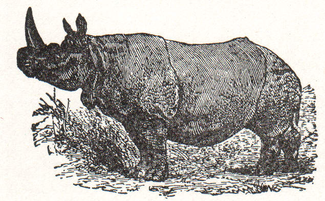 NSRW Indian Rhinoceros.jpg