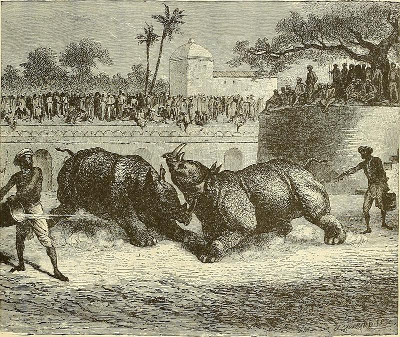 RHINOCEROS FIGHT AT BARODA from page 299 of -Cyclopedia universal history - embracing the most complete and recent presentation of the subject in two principal parts or divisions of more than six thousand pages- (1895) (14596672017).jpg