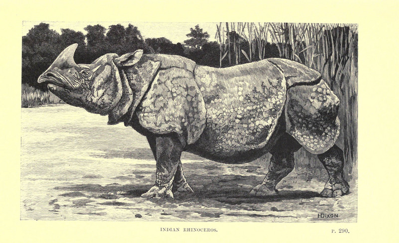Wild beasts and their ways (Plate 18) (6505688029).jpg