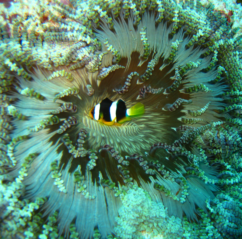 Amphiprion clarkii, Heteractis aurora - Clark's anemonefish, yellowtail clownfish (Amphiprion clarkii).jpg