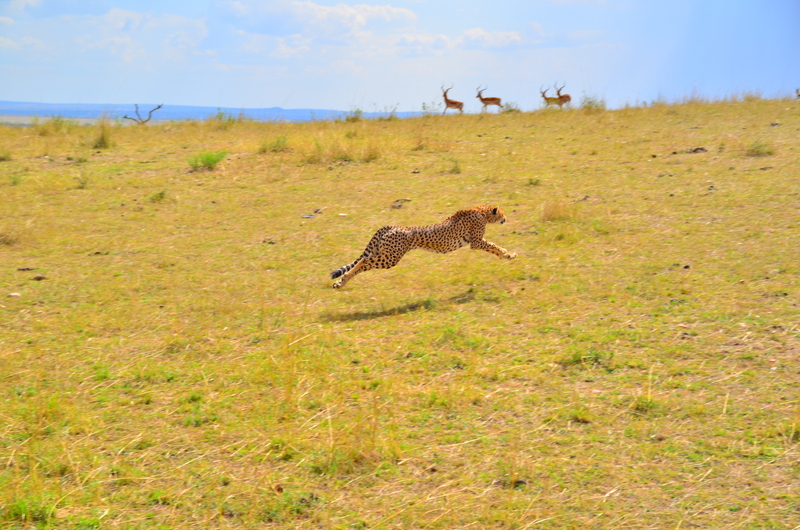 Kenia 2012 (87) - cheetah (Acinonyx jubatus).JPG
