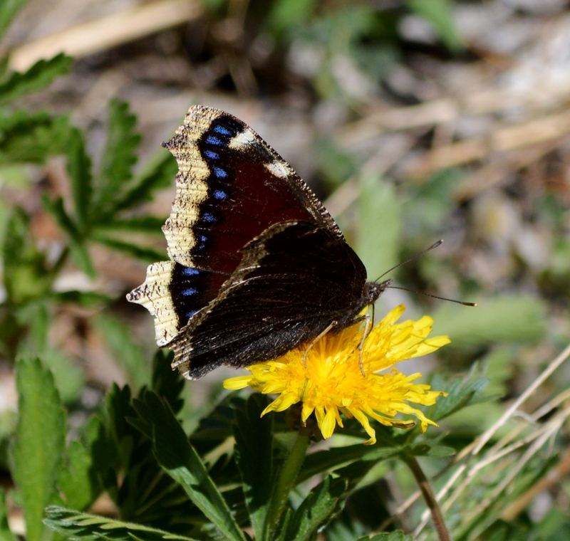 Butterfly Mammoth Lakes (20140420-0032) - Camberwell beauty, mourning cloak (Nymphalis antiopa).JPG