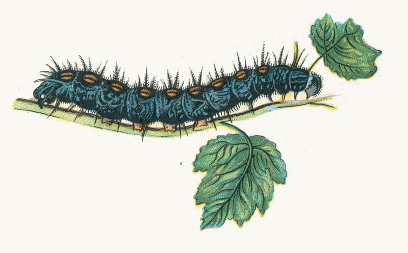 Nymphalis antiopa chenille Nemos - spiny elm caterpillar.jpg