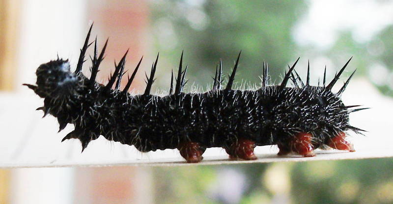 Caterpillar - side view 2014-03-18 07-02 - spiny elm caterpillar.jpg