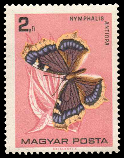 1732 Butterflies 200.jpg