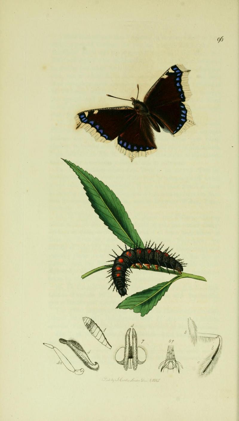 British.entomology.volume5.Plate96.jpg