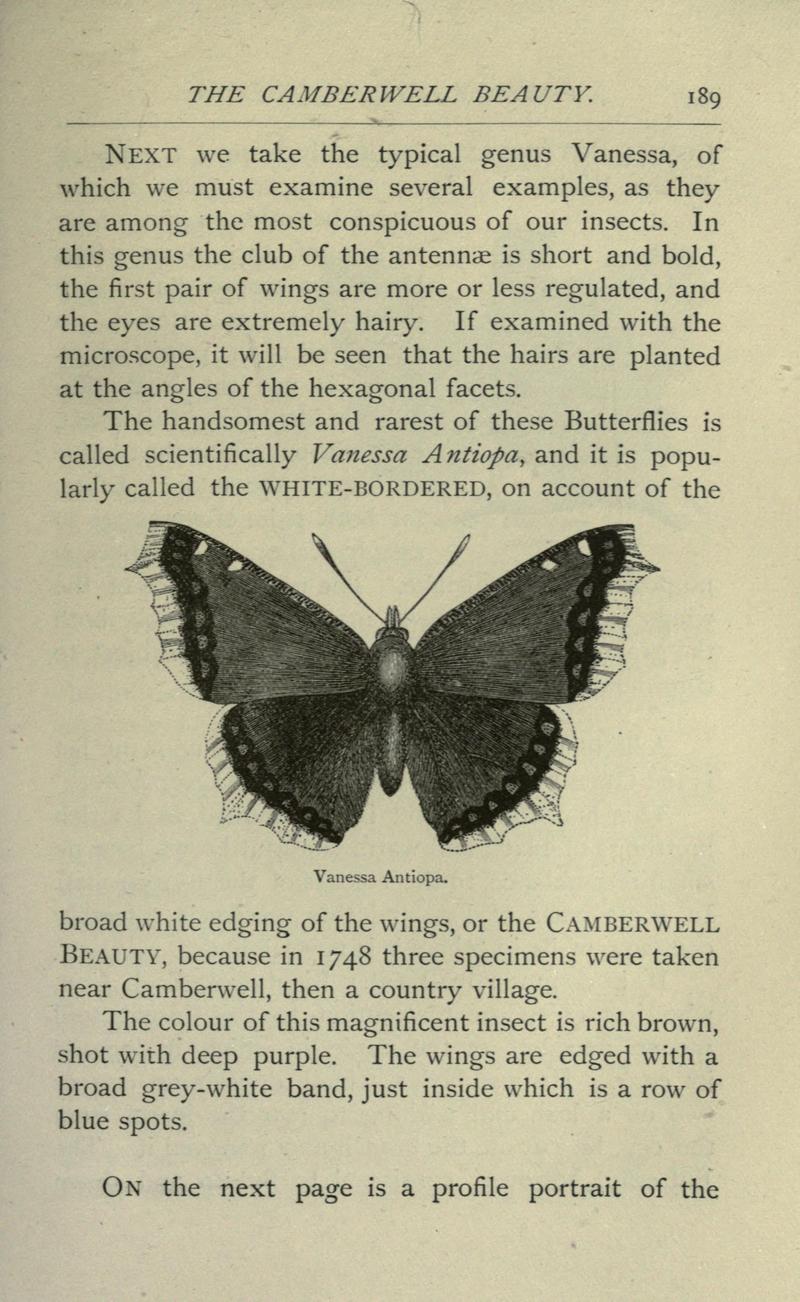 Common British insects selected from the typical beetles, moths, and butterflies of Great Britain (Page 189) BHL20045508.jpg