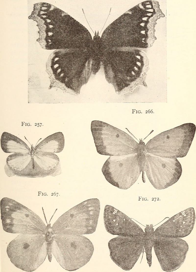 Economic entomology for the farmer. . (1896) (20967623629).jpg