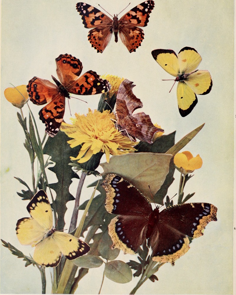 The butterfly book; a popular guide to a knowledge of the butterflies of North America (1898) (20485230016).jpg