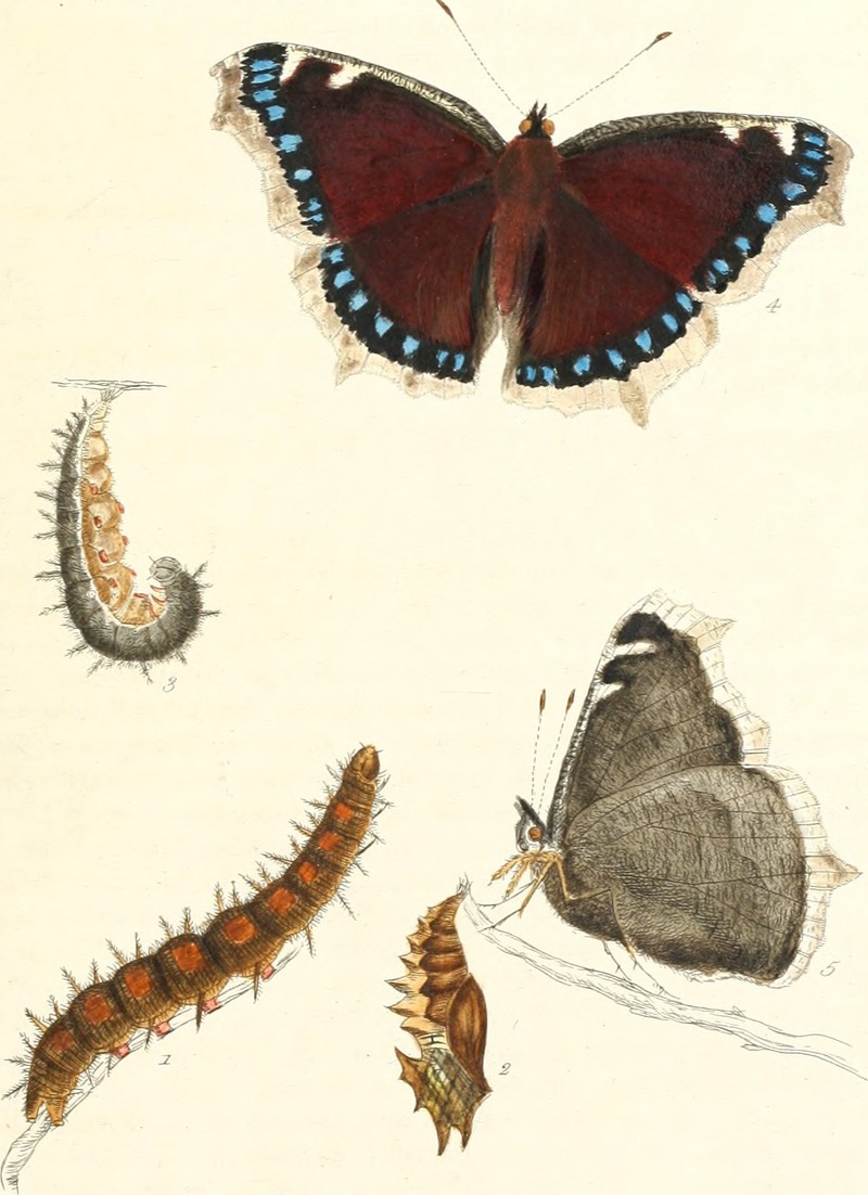 The papilios of Great Britain - systematically arranged, accurately engraved, and painted from nature with the natural history of each species (1795) (14781760254).jpg