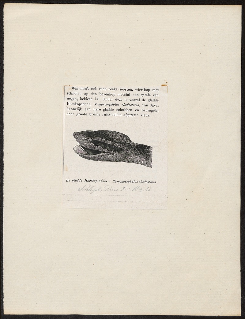 Trigonocephalus rhodostoma - - Print - Iconographia Zoologica - Special Collections University of Amsterdam - UBA01 IZ11700053.jpg