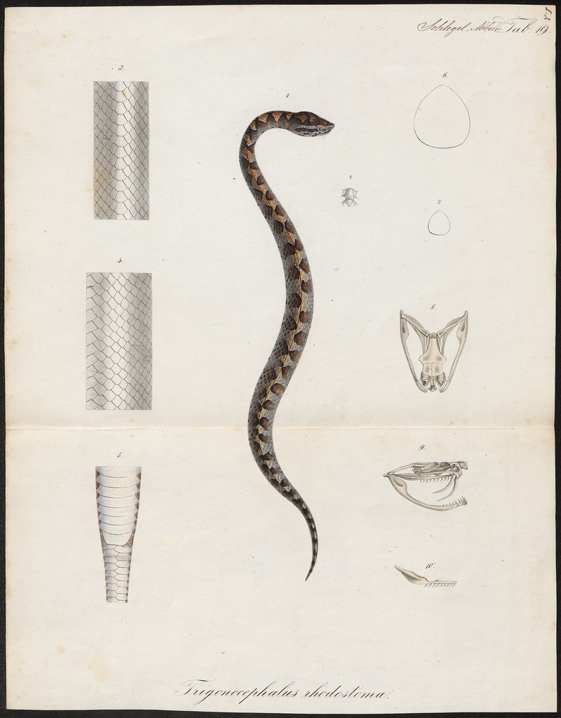 Trigonocephalus rhodostoma - 1700-1880 - Print - Iconographia Zoologica - Special Collections University of Amsterdam - UBA01 IZ11700055.jpg