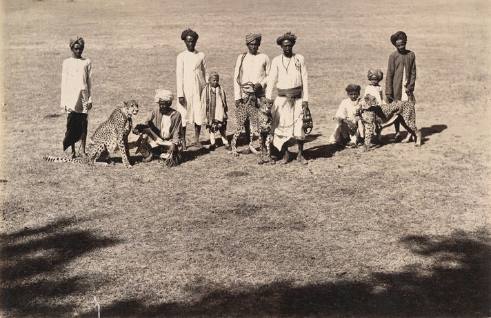 Threee cheetahs with handlers in Baroda in the 1890s.jpg