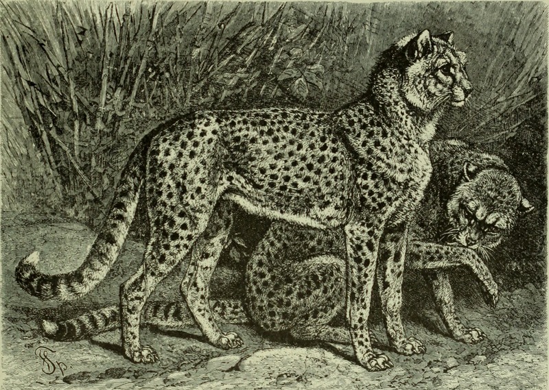 Brehm's Life of animals - a complete natural history for popular home instruction and for the use of schools. Mammalia (1896) (20225203088).jpg