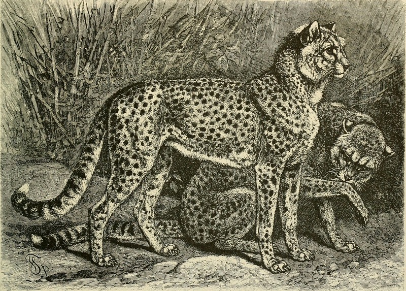 Brehm's Life of animals - a complete natural history for popular home instruction and for the use of schools (1895) (19791776963).jpg