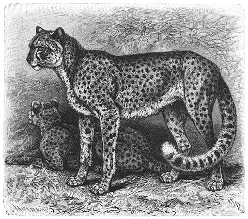 Brehms Het Leven der Dieren Zoogdieren Orde 4 Afrikaanse Gepard (Cynailurus guttatus).jpg