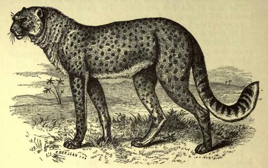 Cheetah (Mivart).JPG