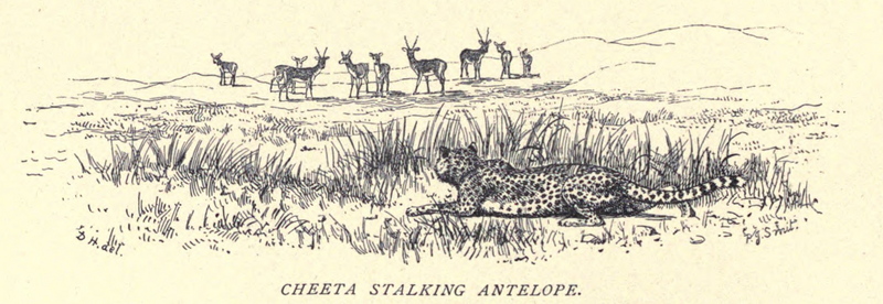 Douglas Hamilton, Cheetah stalking Antelope. . .910.jpg