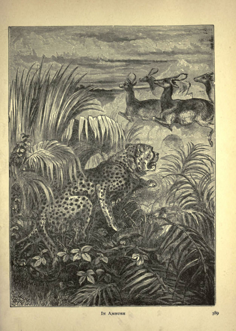 Forest and jungle, or, Thrilling adventures in all quarters of the globe (Page 389) (6220544243).jpg