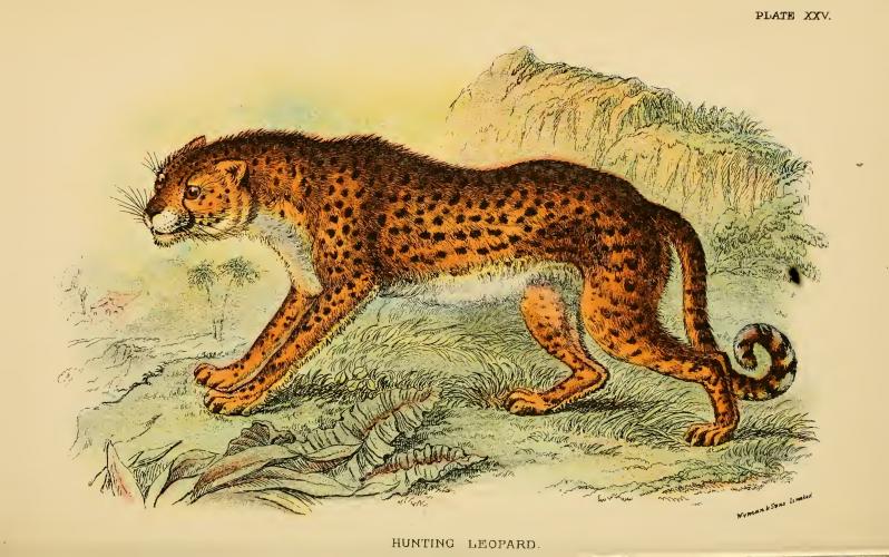 Lydekker - Hunting Leopard.JPG