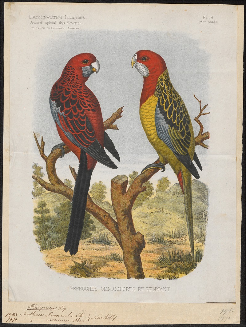 Platycercus pennantii - 1881-1889 - Print - Iconographia Zoologica - Special Collections University of Amsterdam - UBA01 IZ18500003.jpg