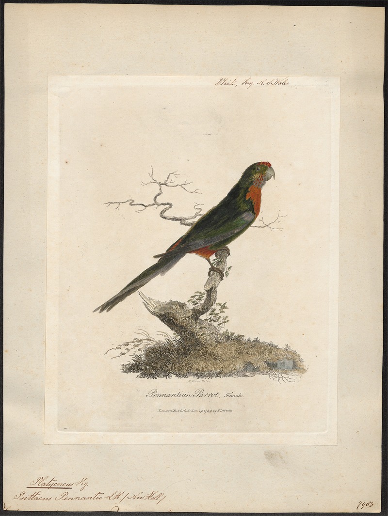 Platycercus pennantii - 1789 - Print - Iconographia Zoologica - Special Collections University of Amsterdam - UBA01 IZ18500001.jpg