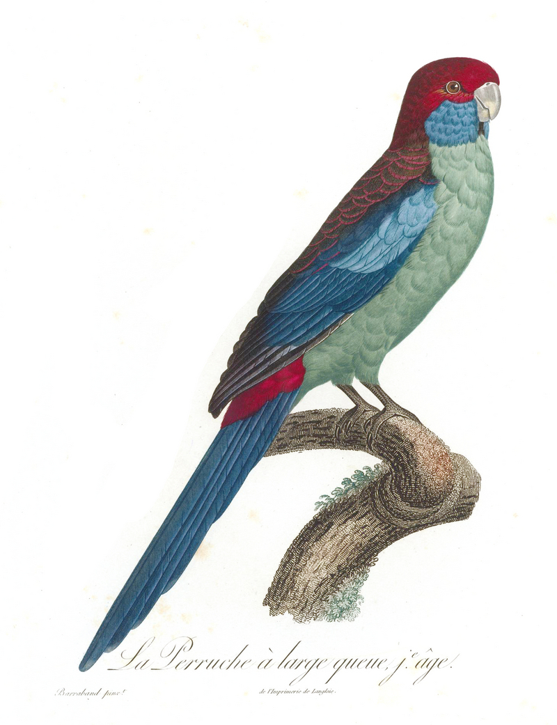 Levaillant Parrot 79.jpg