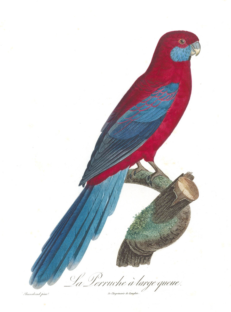 Levaillant Parrot 78.jpg
