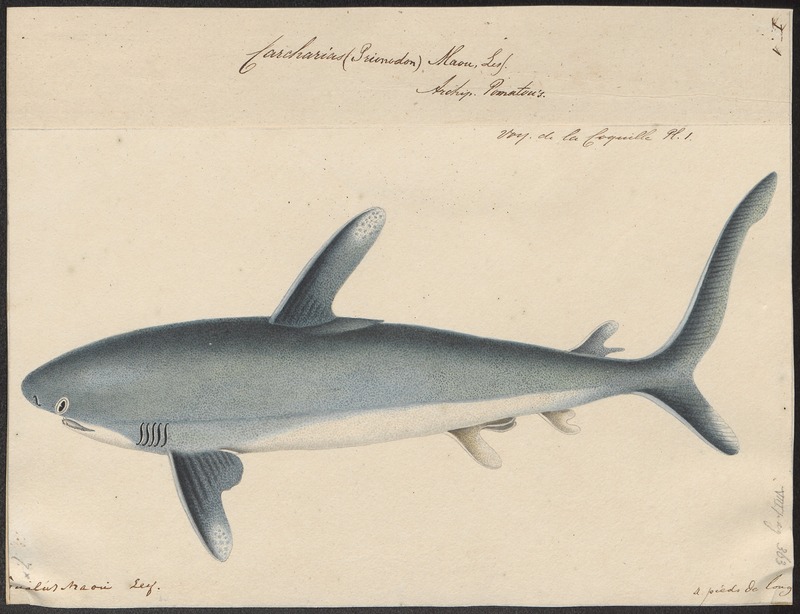 Carcharias maou - 1700-1880 - Print - Iconographia Zoologica - Special Collections University of Amsterdam - UBA01 IZ14100041.jpg