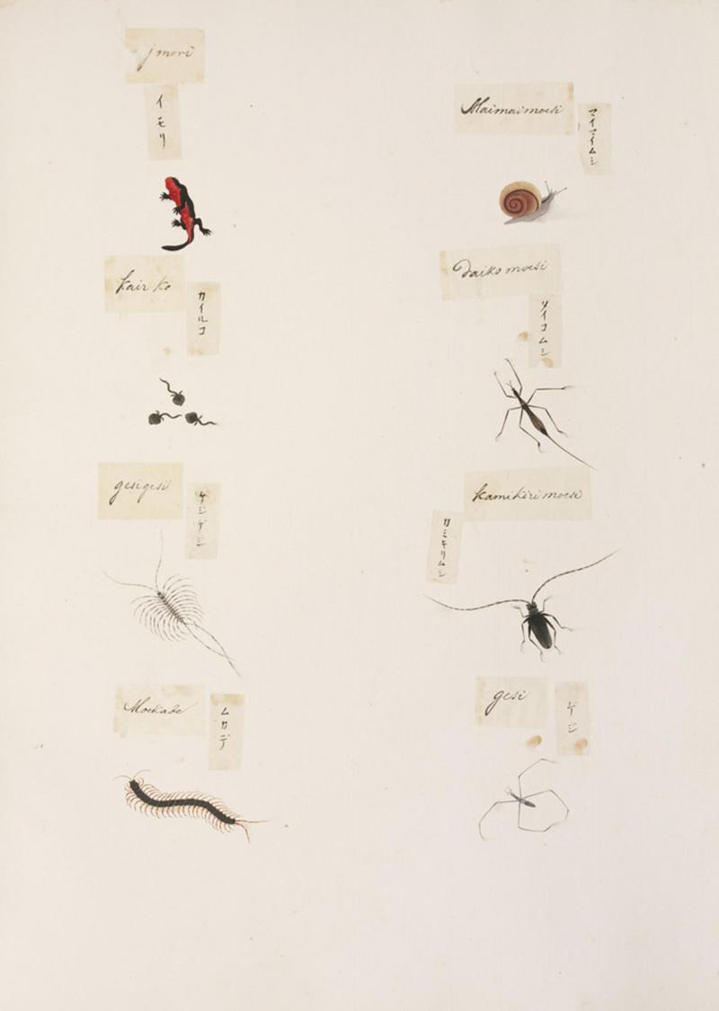 Naturalis Biodiversity Center - RMNH.ART.332 - Cynops pyrrhogaster - Thereuonema tuberculata - indets - Kawahara Keiga - 1823 - 1829 - Siebold Collection - pencil drawing - water colour.jpeg