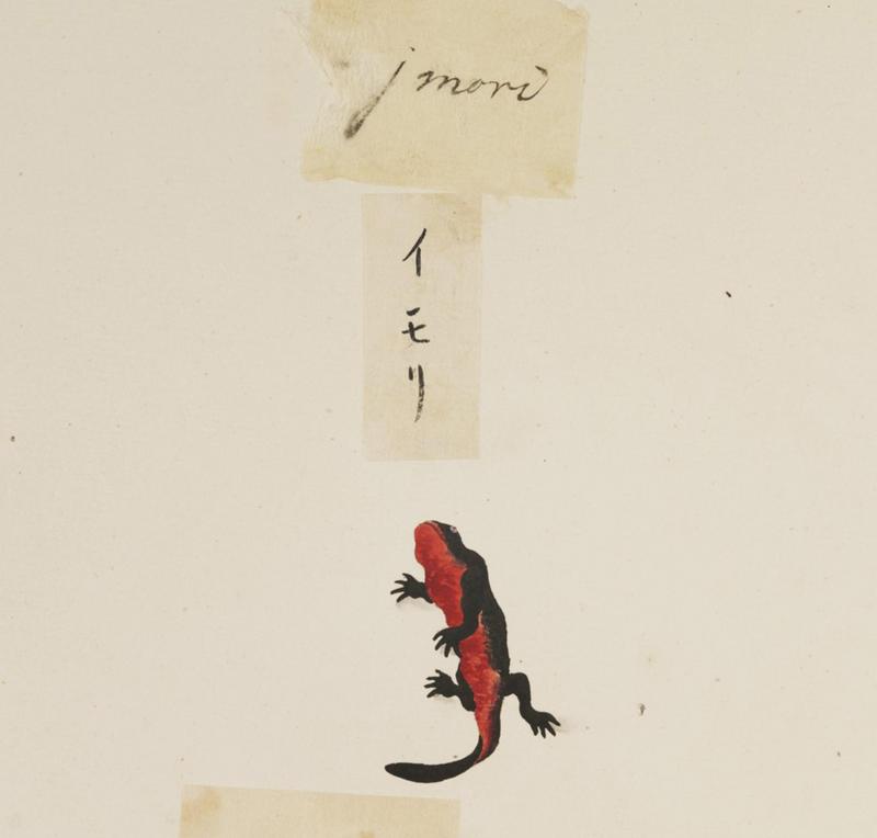 Naturalis Biodiversity Center - RMNH.ART.607 - Cynops pyrrhogaster - Kawahara Keiga - 1823 - 1829 - Siebold Collection - pencil drawing - water colour.jpeg