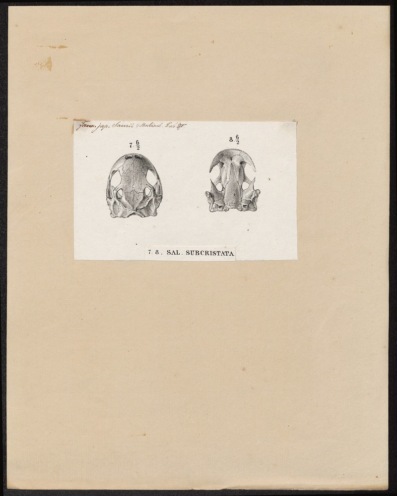 Salamandra subcristata - schedel - 1700-1880 - Print - Iconographia Zoologica - Special Collections University of Amsterdam - UBA01 IZ11400115.jpg