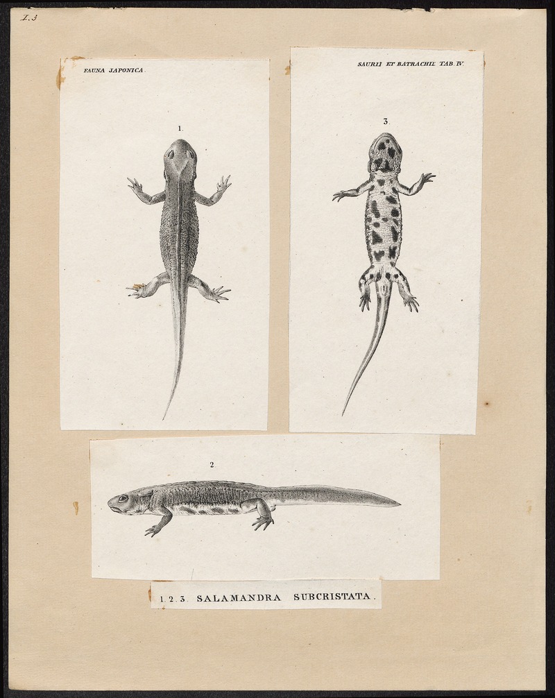 Salamandra subcristata - 1700-1880 - Print - Iconographia Zoologica - Special Collections University of Amsterdam - UBA01 IZ11400113.jpg