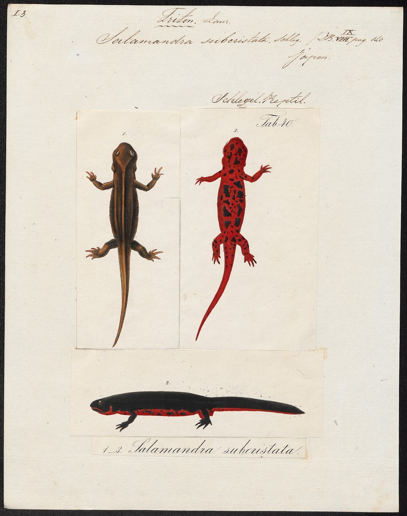 Salamandra subcristata - 1700-1880 - Print - Iconographia Zoologica - Special Collections University of Amsterdam - UBA01 IZ11400105.jpg