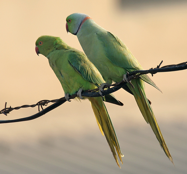 Rose-ringed Parakeets (Male & Female)- During Foreplay at Hodal I Picture 0034 - ring-necked parakeet (Psittacula krameri).jpg