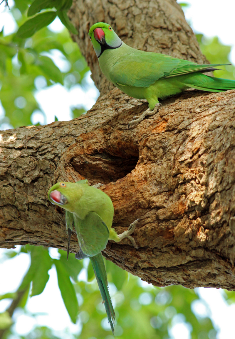 Male and female parakeet 1.jpg