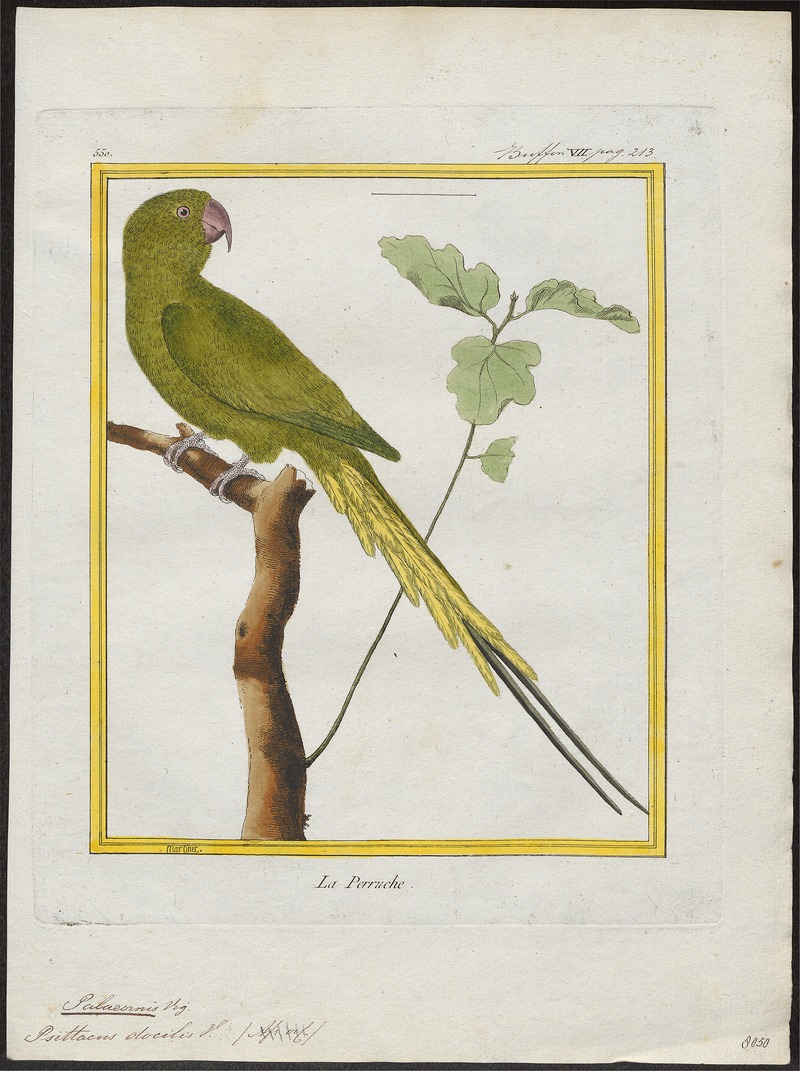 Palaeornis docilis - 1700-1880 - Print - Iconographia Zoologica - Special Collections University of Amsterdam - UBA01 IZ18500041.jpg