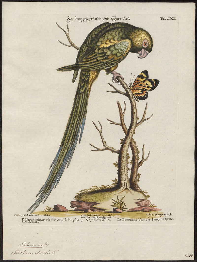Palaeornis docilis - 1700-1880 - Print - Iconographia Zoologica - Special Collections University of Amsterdam - UBA01 IZ18500047.jpg