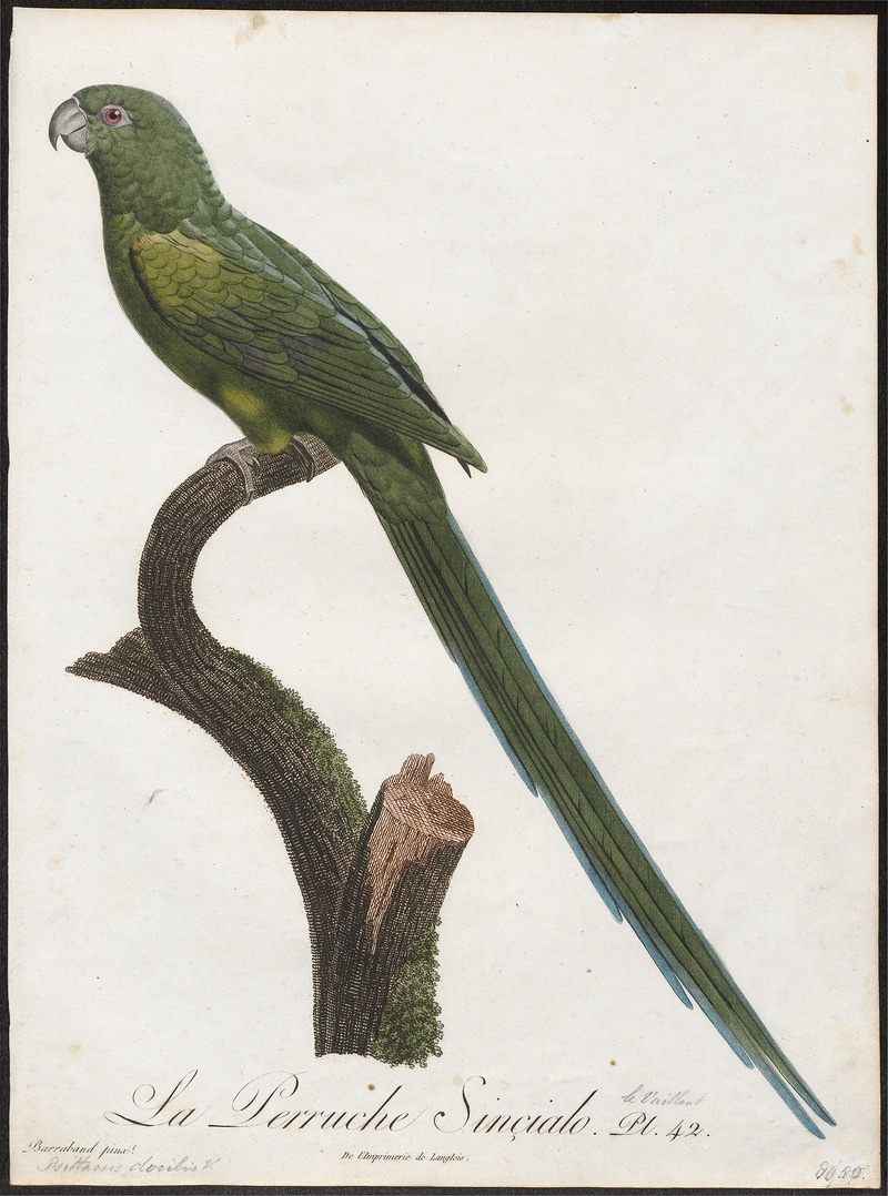 Palaeornis docilis - 1796-1808 - Print - Iconographia Zoologica - Special Collections University of Amsterdam - UBA01 IZ18500043.jpg