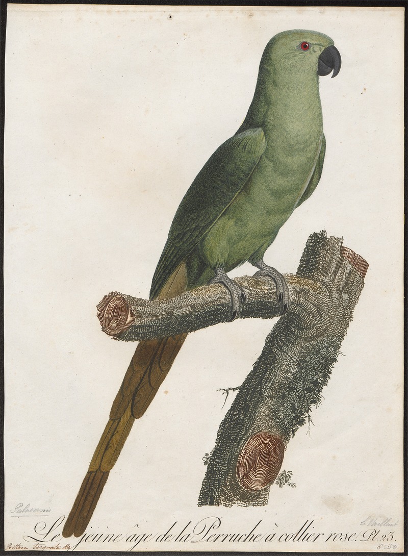 Palaeornis docilis - 1796-1808 - Print - Iconographia Zoologica - Special Collections University of Amsterdam - UBA01 IZ18500045.jpg