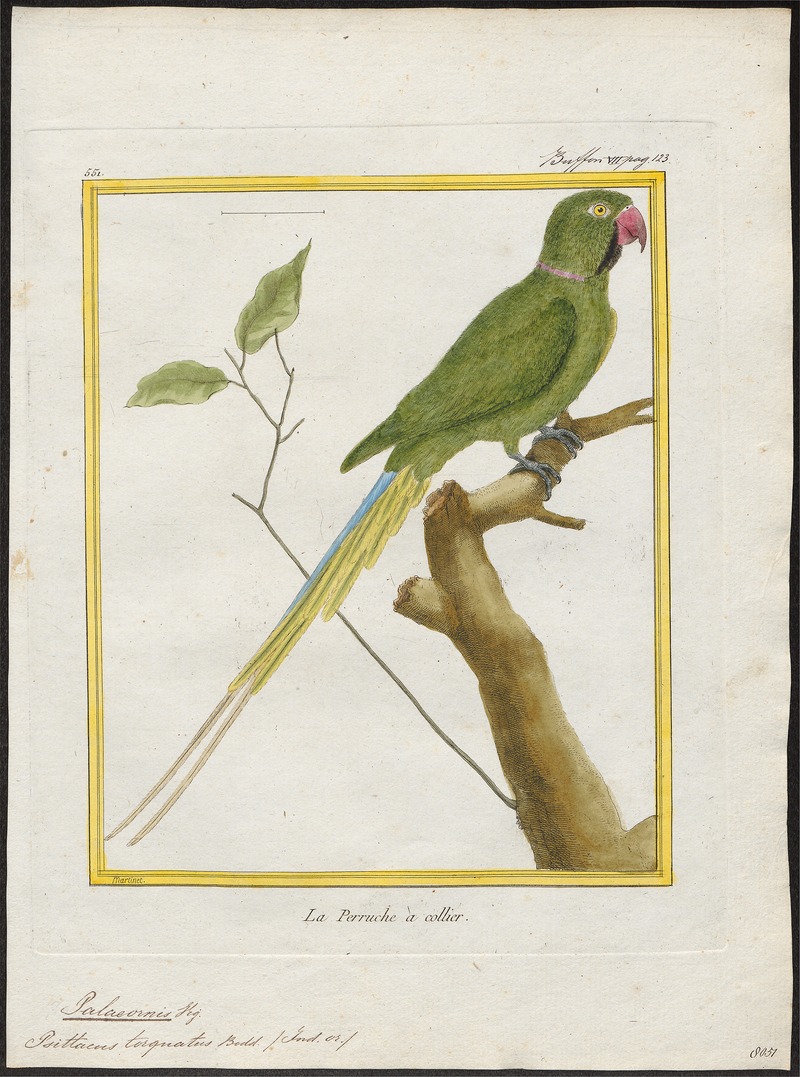 Palaeornis torquatus - 1700-1880 - Print - Iconographia Zoologica - Special Collections University of Amsterdam - UBA01 IZ18500049.jpg