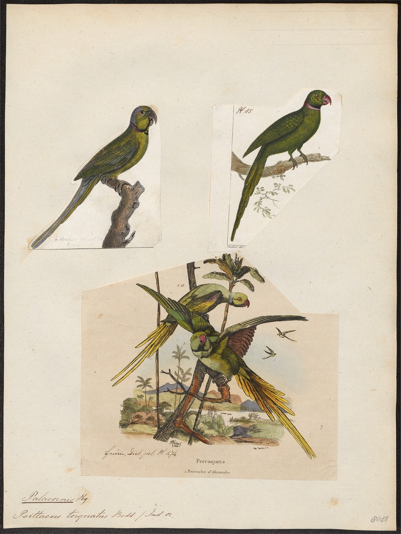 Palaeornis torquatus - 1700-1880 - Print - Iconographia Zoologica - Special Collections University of Amsterdam - UBA01 IZ18500051.jpg