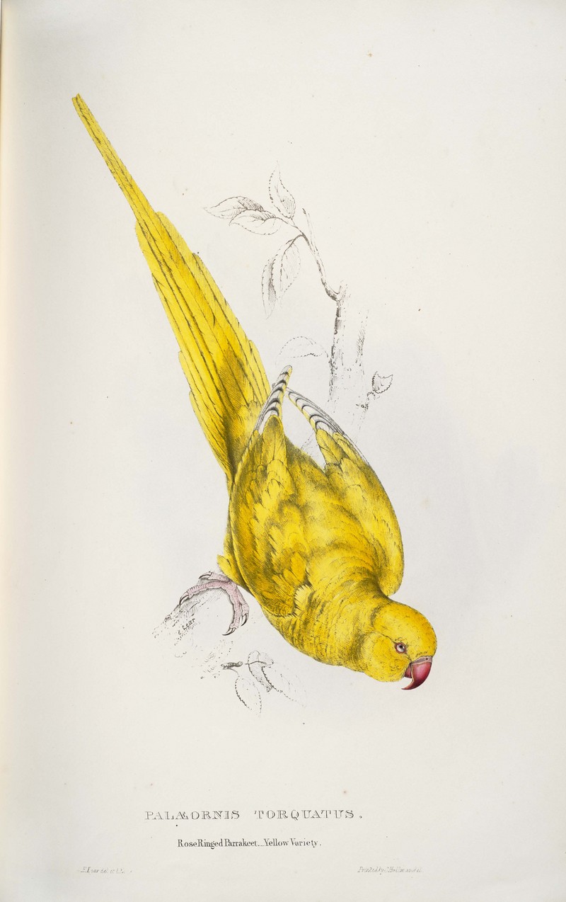 Psittacula krameri -Palaeornis torquatus. Roseringed Parrakeet. Yellow variety -by Edward Lear 1812-1888.jpg
